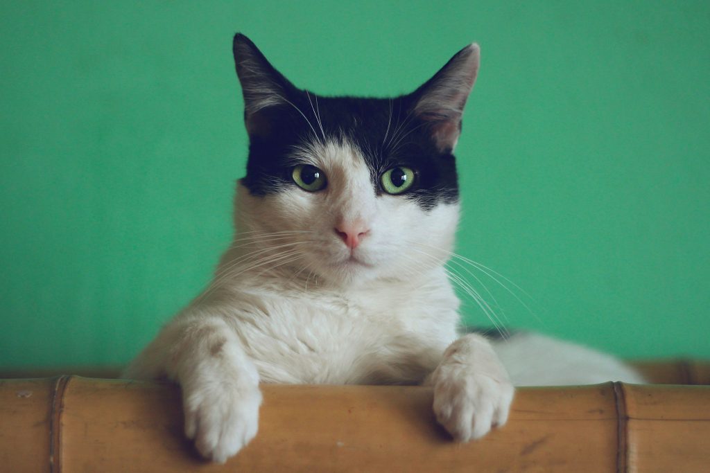 allergia al gatto sintomi